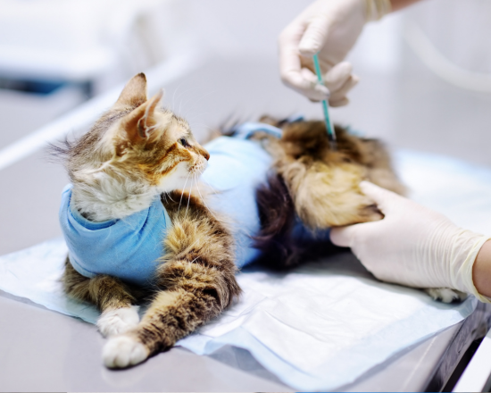 Consultez notre site web