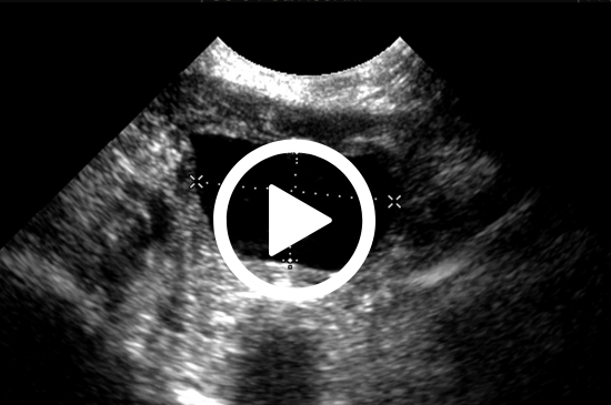 Allez sur la page /neo-animalia-pts-animaux