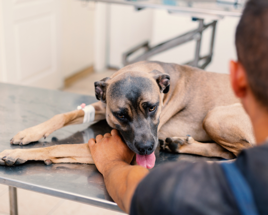 Consultez notre site web