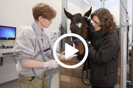 Allez sur la page /neo-animalia-chevaux