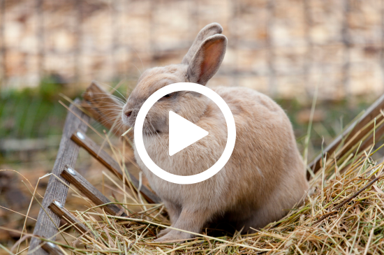 Allez sur la page /neo-animalia-pts-animaux