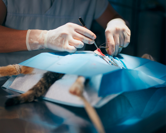 Consultez notre site web