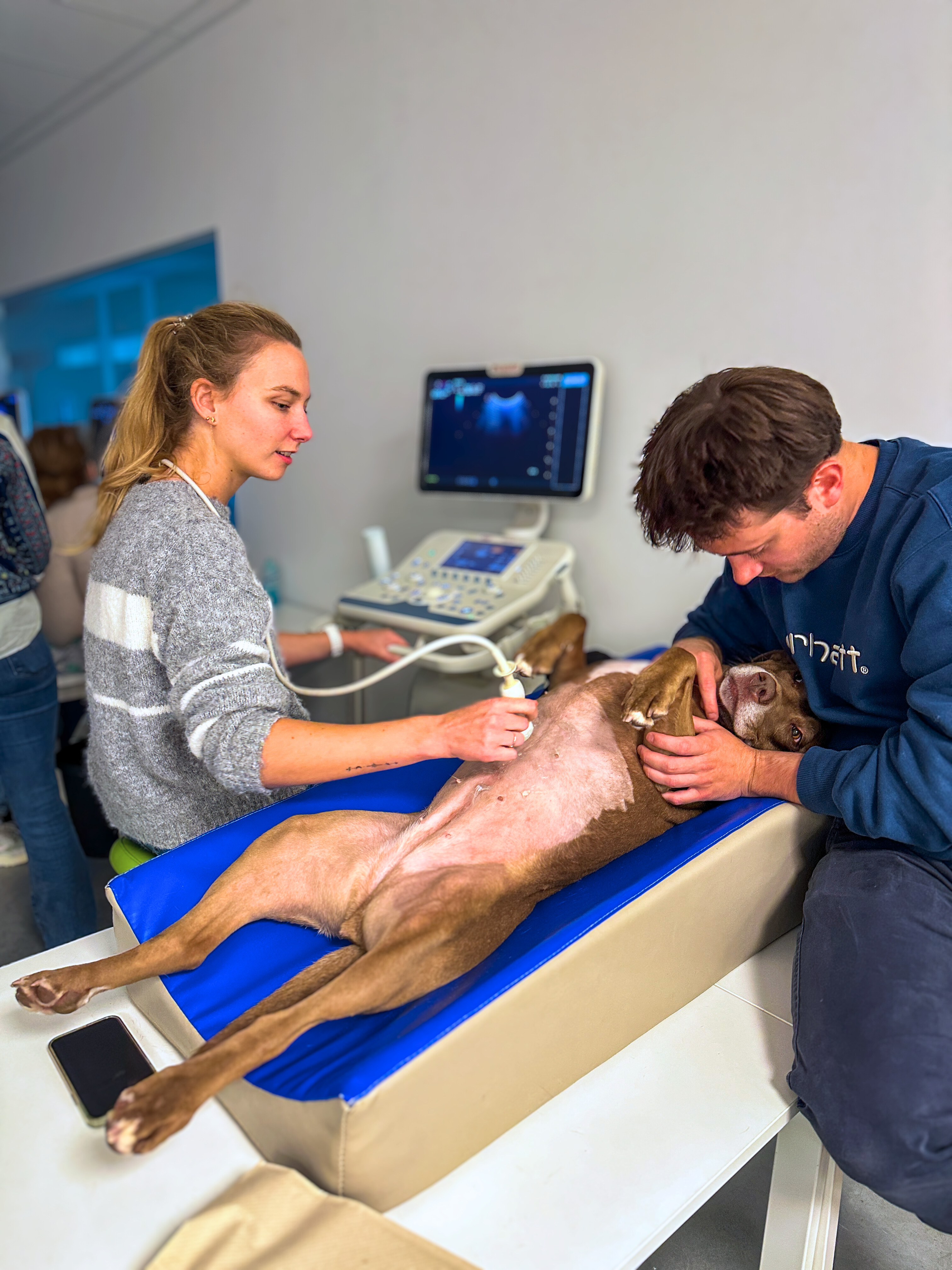 Formation pratique en échographie abdominale chez le chien