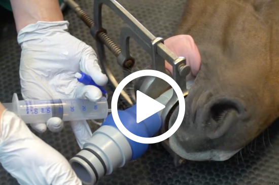 Allez sur la page /neo-animalia-chevaux