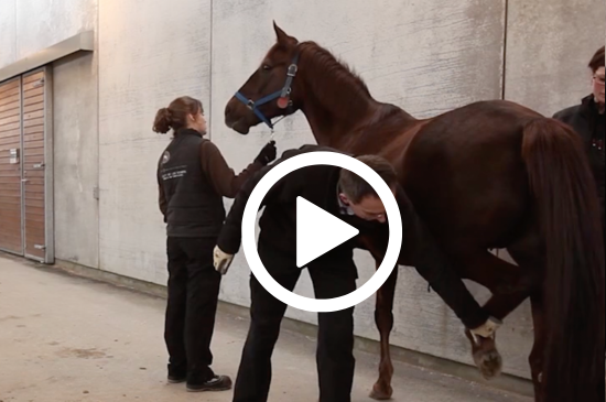 Allez sur la page /neo-animalia-chevaux