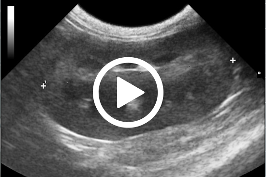 Allez sur la page /neo-animalia-pts-animaux