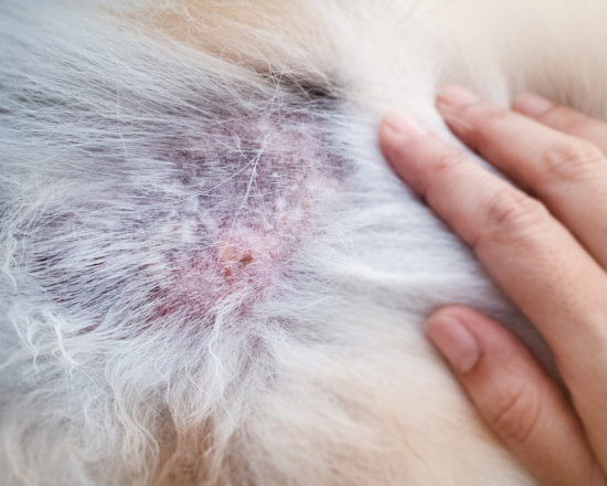 Consultez notre site web